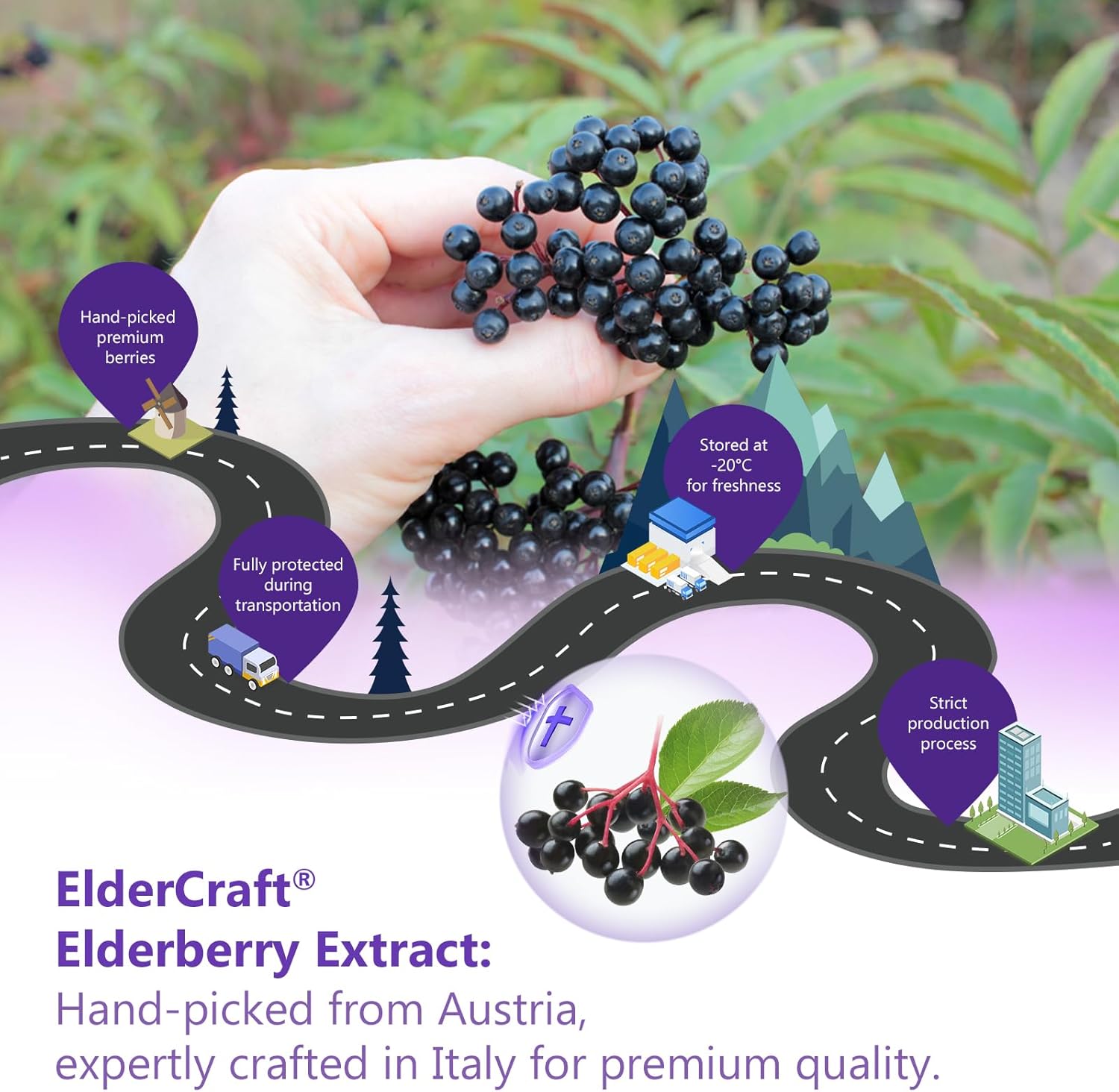 Elderberry Gummies